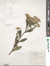 Aster scaber image