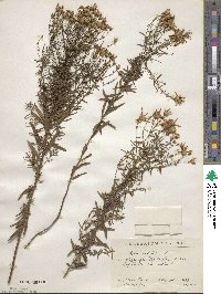 Galatella sedifolia subsp. sedifolia image