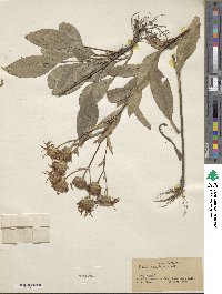 Aster spectabilis image