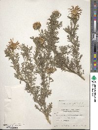 Machaeranthera tanacetifolia image