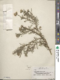 Machaeranthera tanacetifolia image