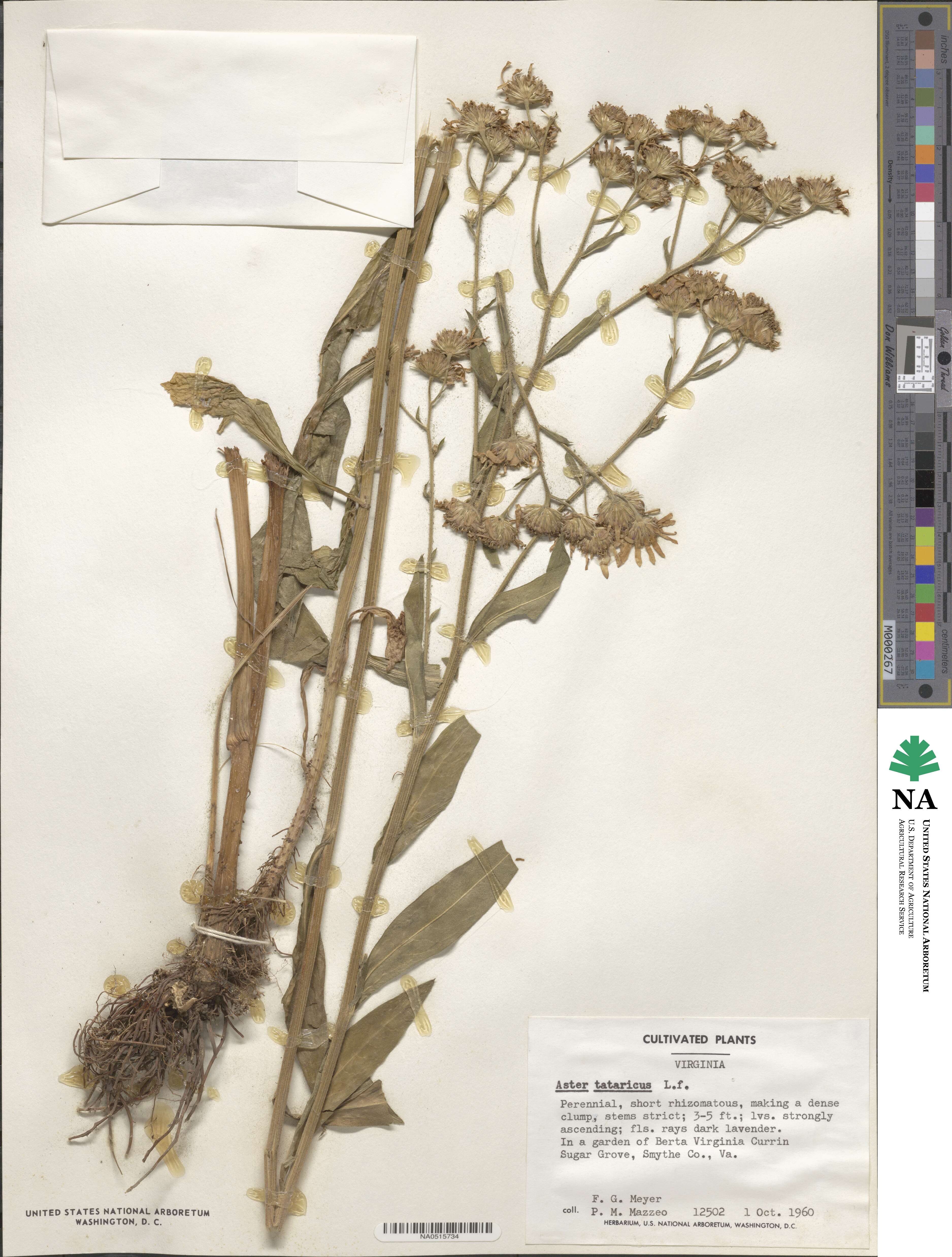 Aster tataricus image
