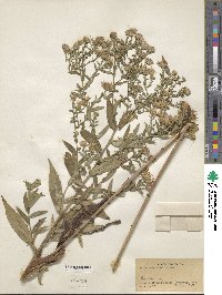 Aster × versicolor image