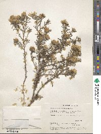 Machaeranthera tanacetifolia image