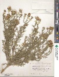 Machaeranthera tanacetifolia image