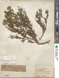 Machaeranthera tanacetifolia image