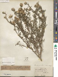 Machaeranthera tanacetifolia image