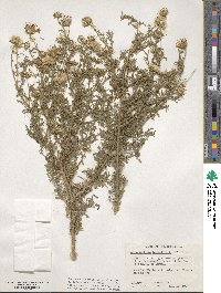 Machaeranthera tanacetifolia image