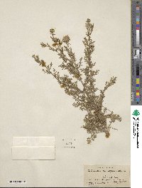 Machaeranthera tanacetifolia image