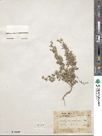 Neobrachyactis roylei image