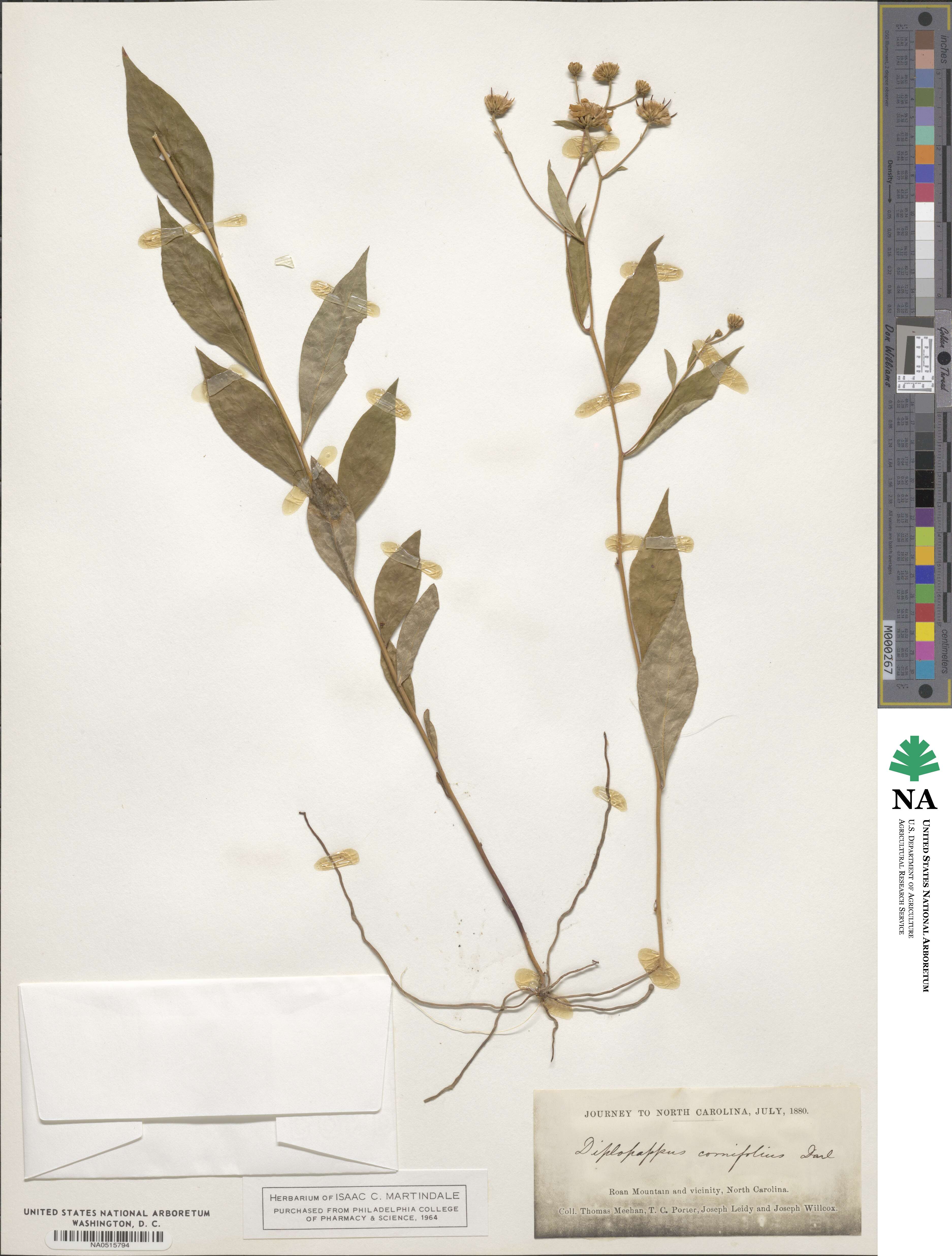 Diplopappus cornifolius image