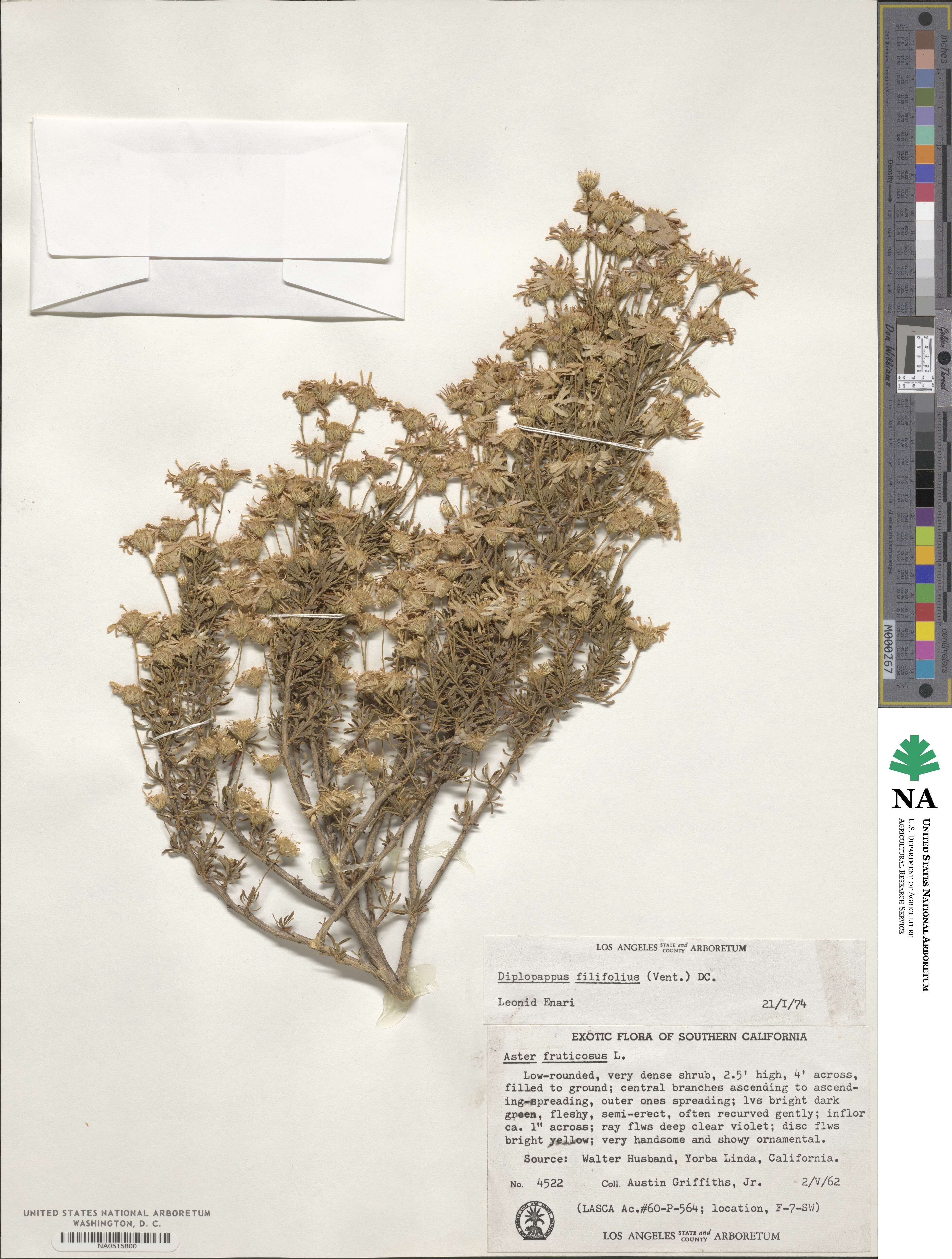 Diplopappus filifolius image