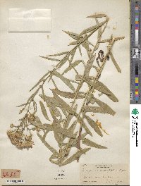 Doellingeria glaucescens image