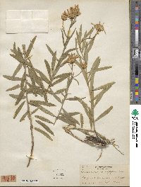 Doellingeria glaucescens image