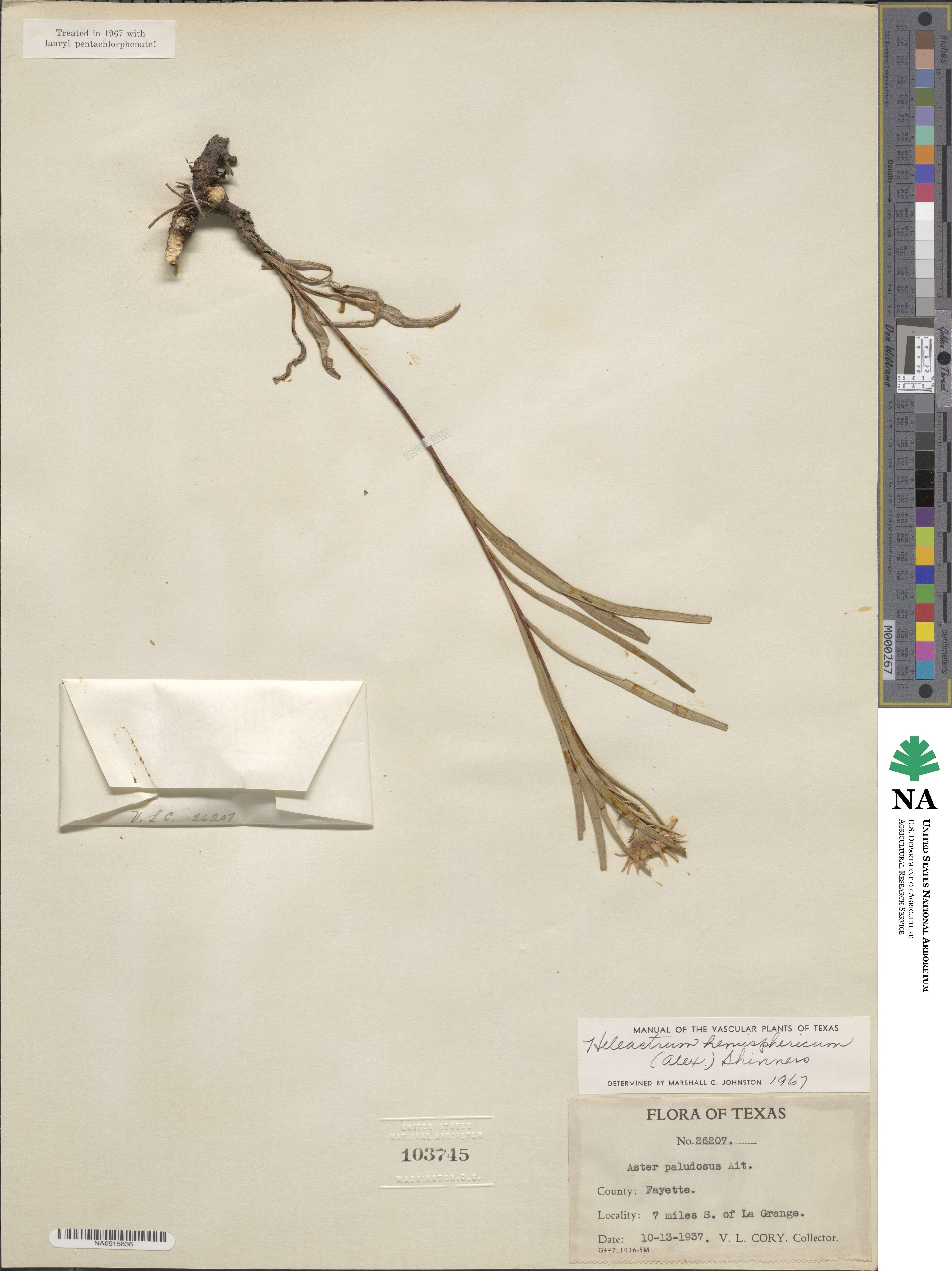 Eurybia hemispherica image