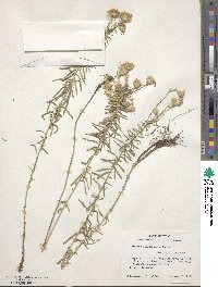 Ionactis linariifolia image