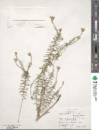 Ionactis linariifolia image