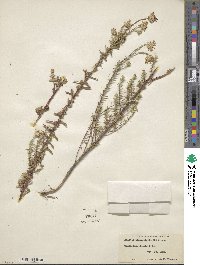 Ionactis linariifolia image