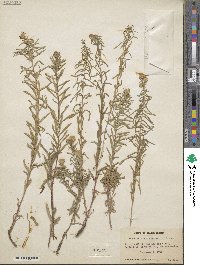 Ionactis linariifolia image