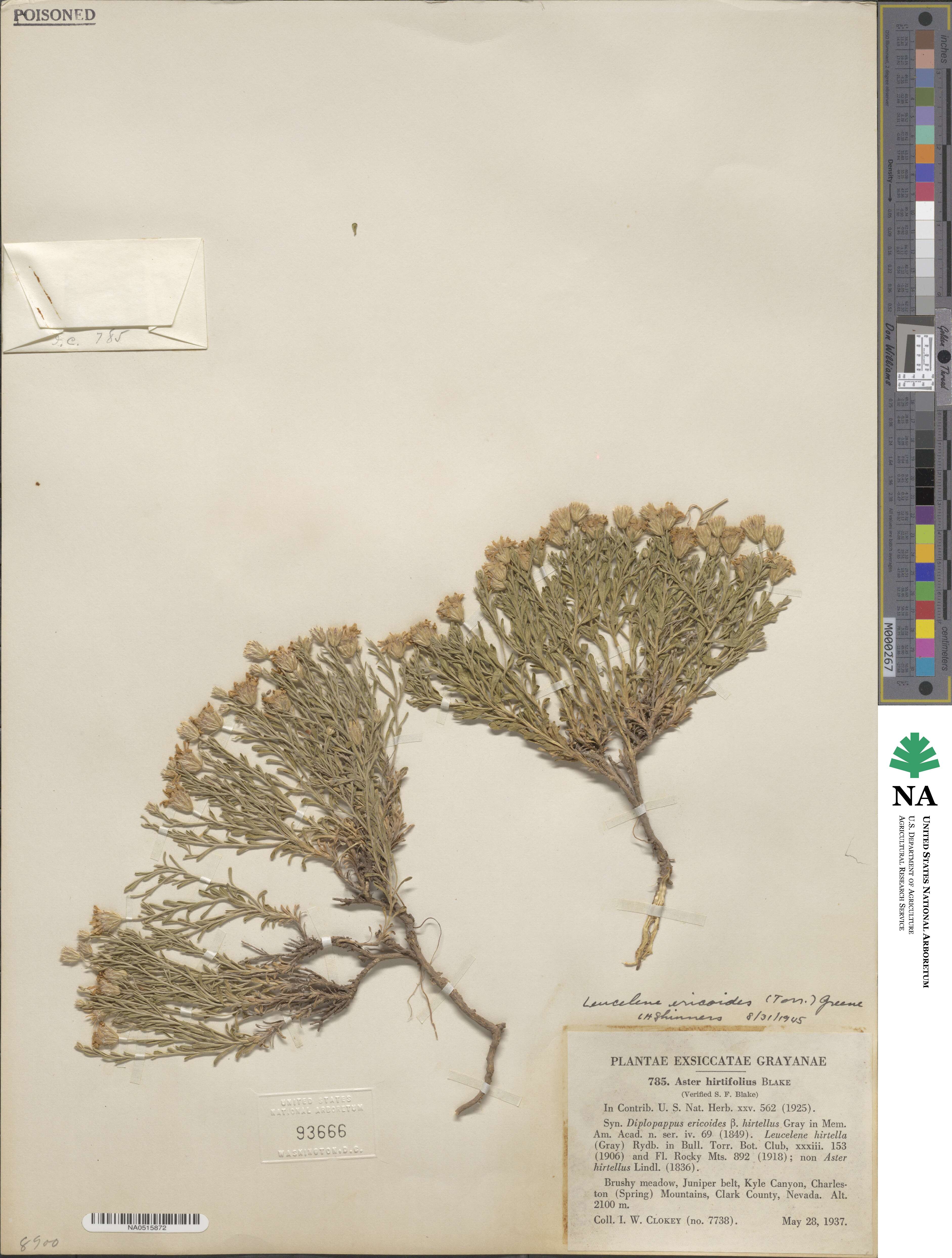 Leucelene ericoides image