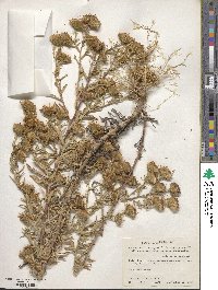 Image of Machaeranthera angustifolia