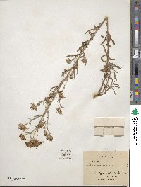 Machaeranthera angustifolia image