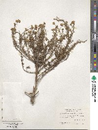 Rayjacksonia aurea image