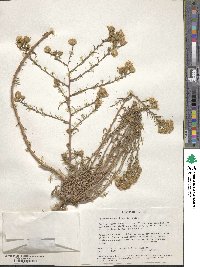 Image of Machaeranthera linearis