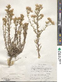 Machaeranthera linearis image