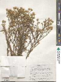 Machaeranthera linearis image