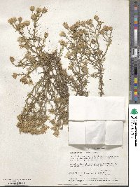 Machaeranthera linearis image