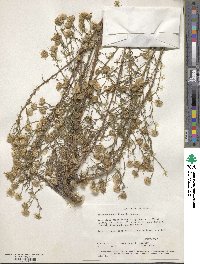 Machaeranthera linearis image