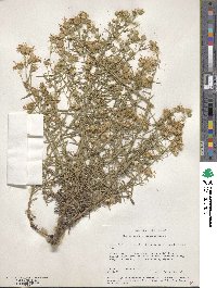 Machaeranthera linearis image