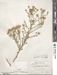 Machaeranthera linearis image