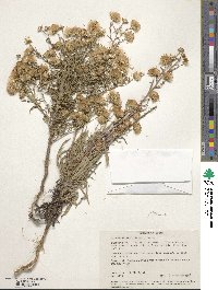 Machaeranthera linearis image