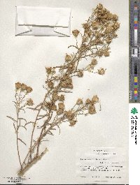 Machaeranthera linearis image