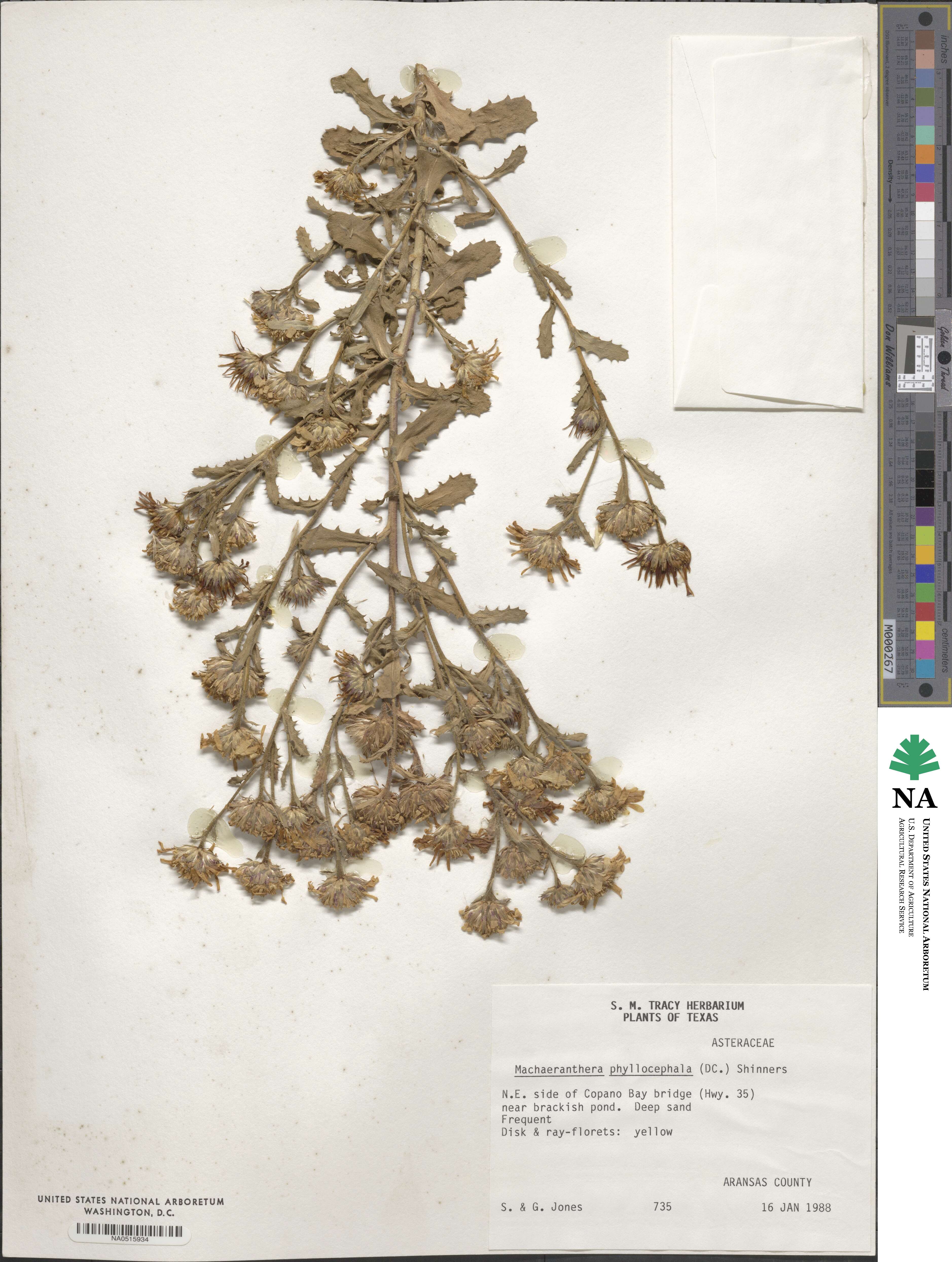 Rayjacksonia phyllocephala image