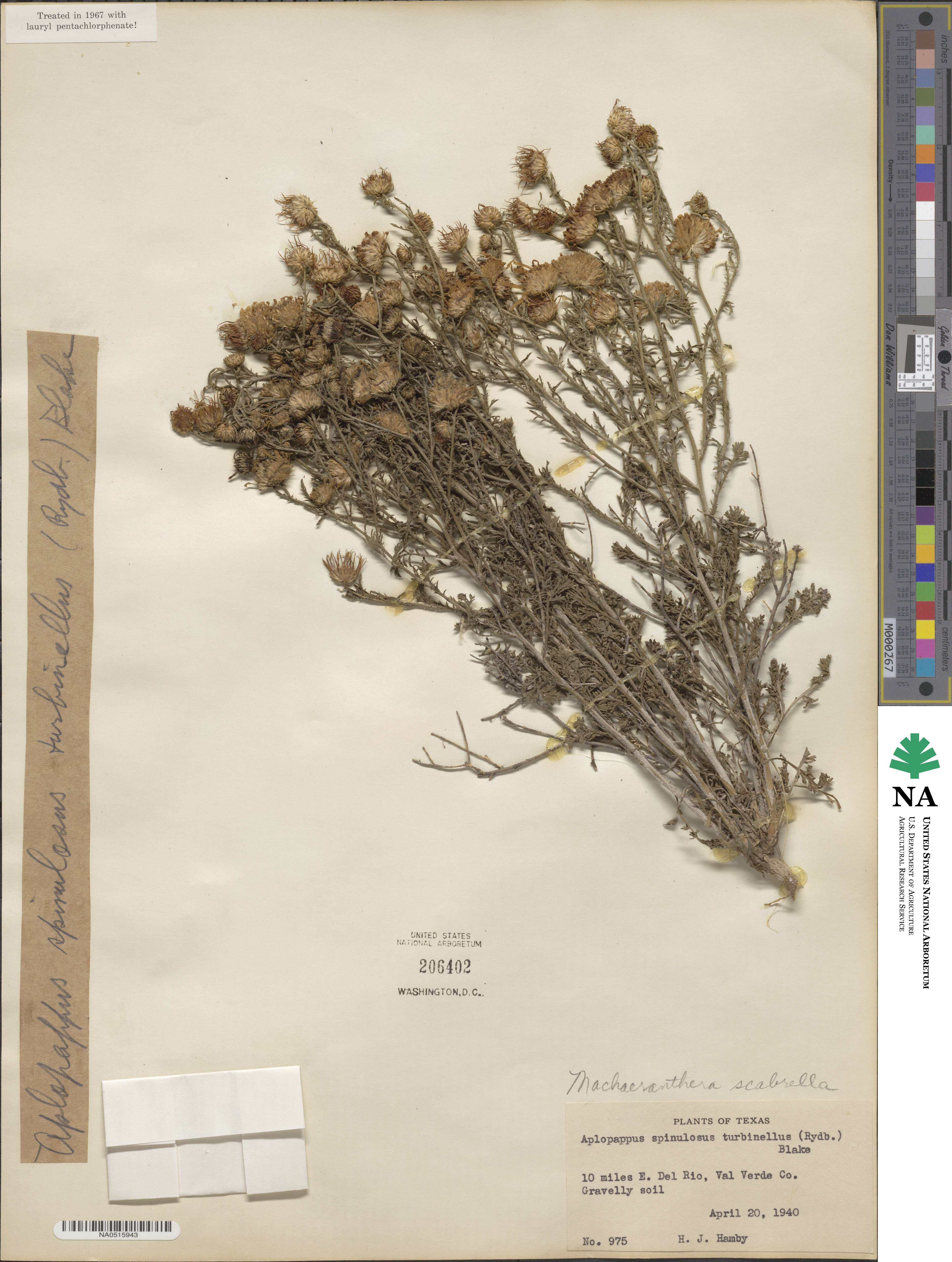 Xanthisma image
