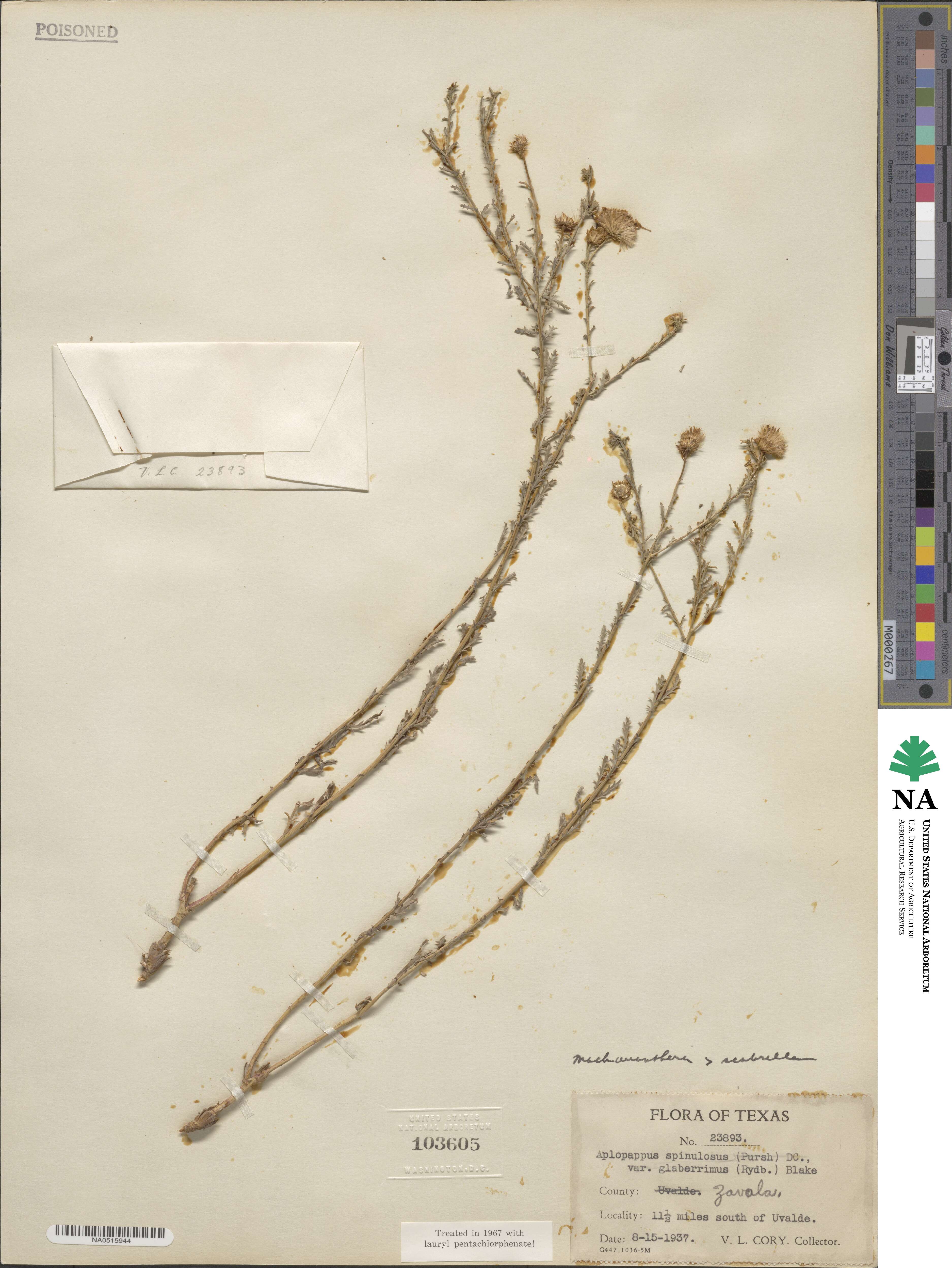 Xanthisma scabrellum image