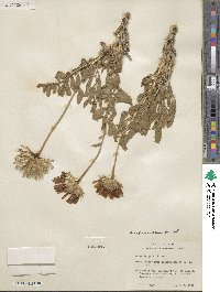 Xylorhiza wrightii image