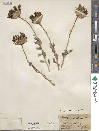 Xylorhiza wrightii image