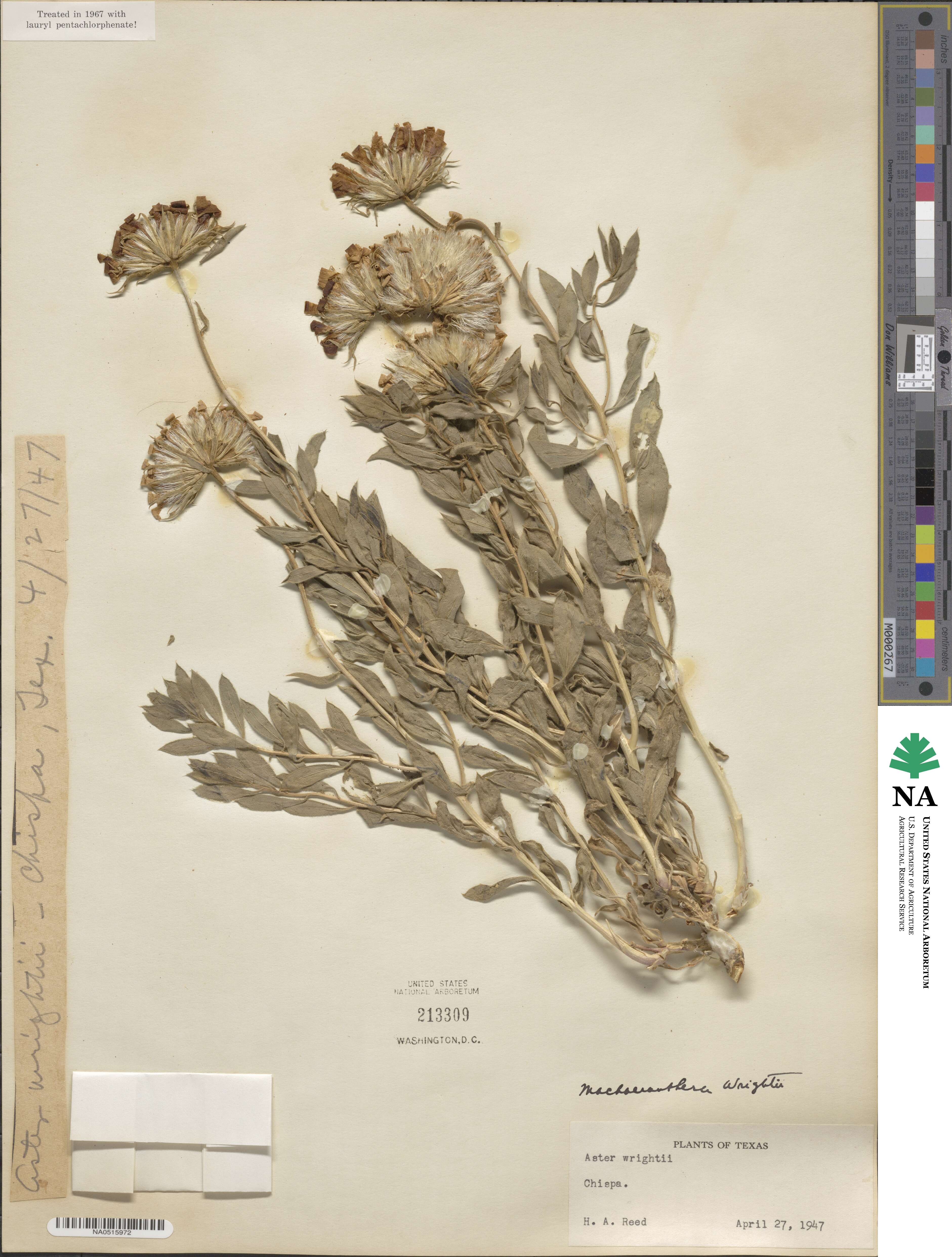 Xylorhiza wrightii image