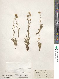 Erigeron acris image