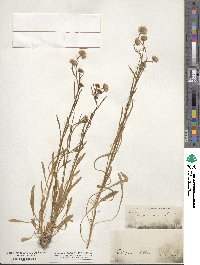 Erigeron acris image