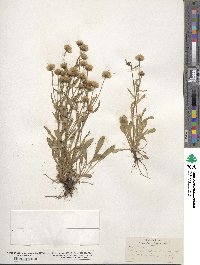 Erigeron acris image