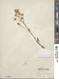 Erigeron acris image