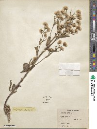 Erigeron acris image