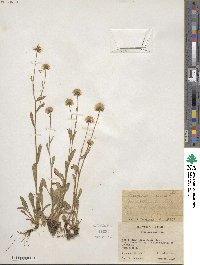 Erigeron acris image