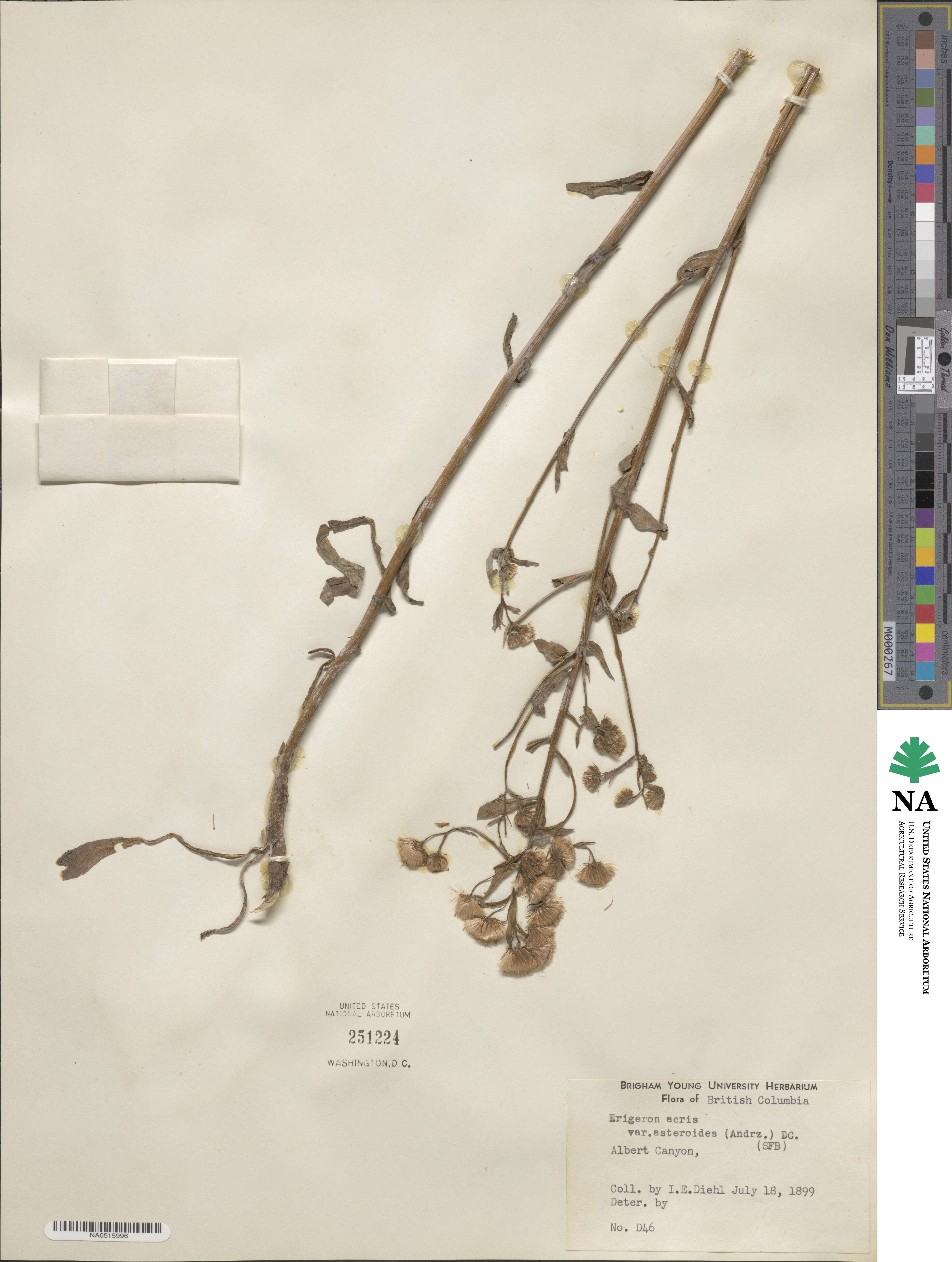 Erigeron podolicus image