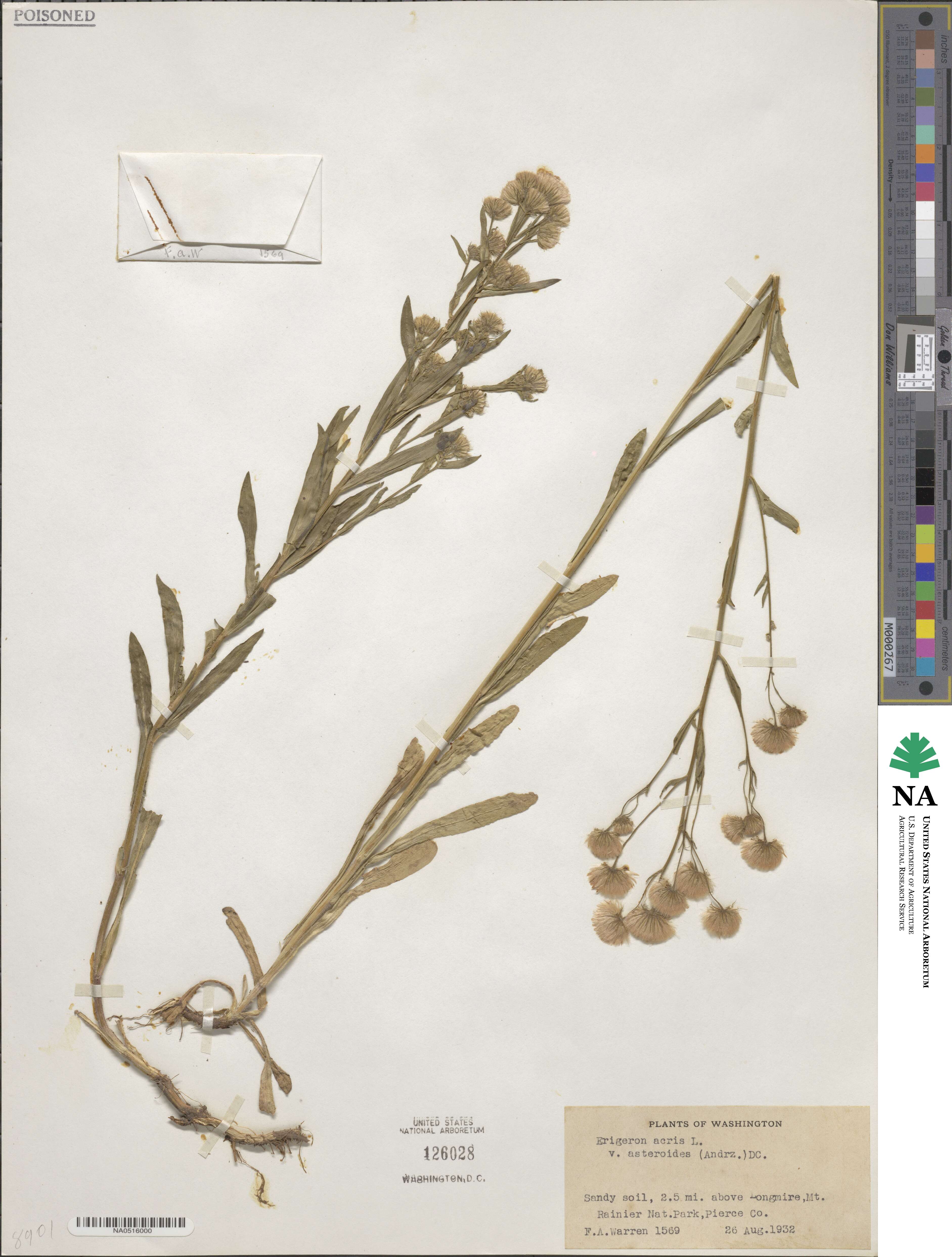 Erigeron podolicus image